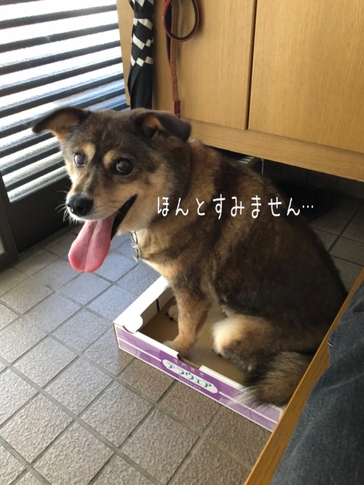 愛車自慢…(>人<;)写真とれなくて…_d0132688_15432608.jpg