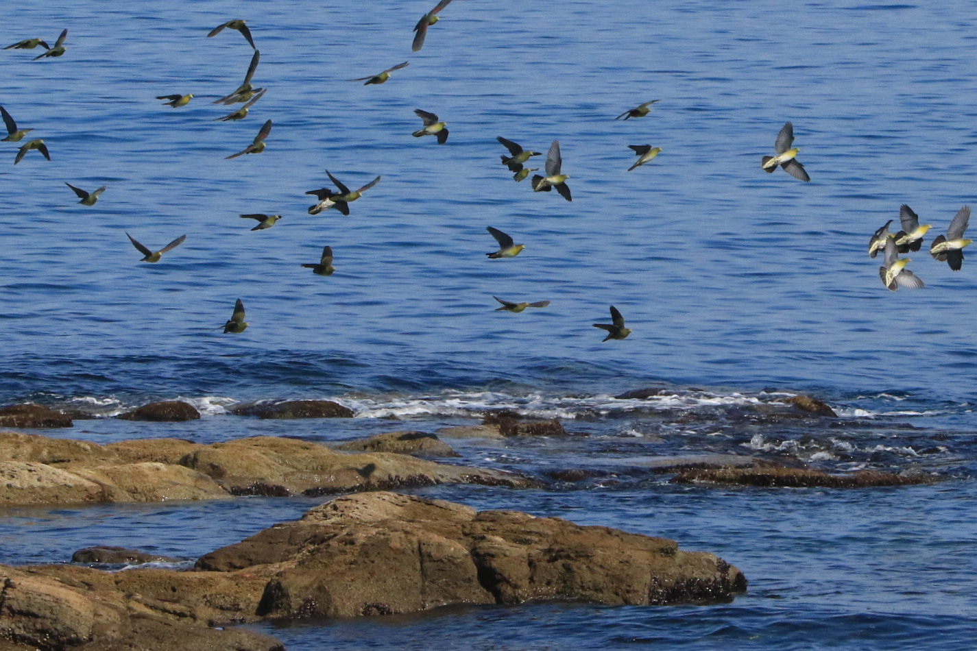 アオバト 後志の海辺で 今日の鳥さん