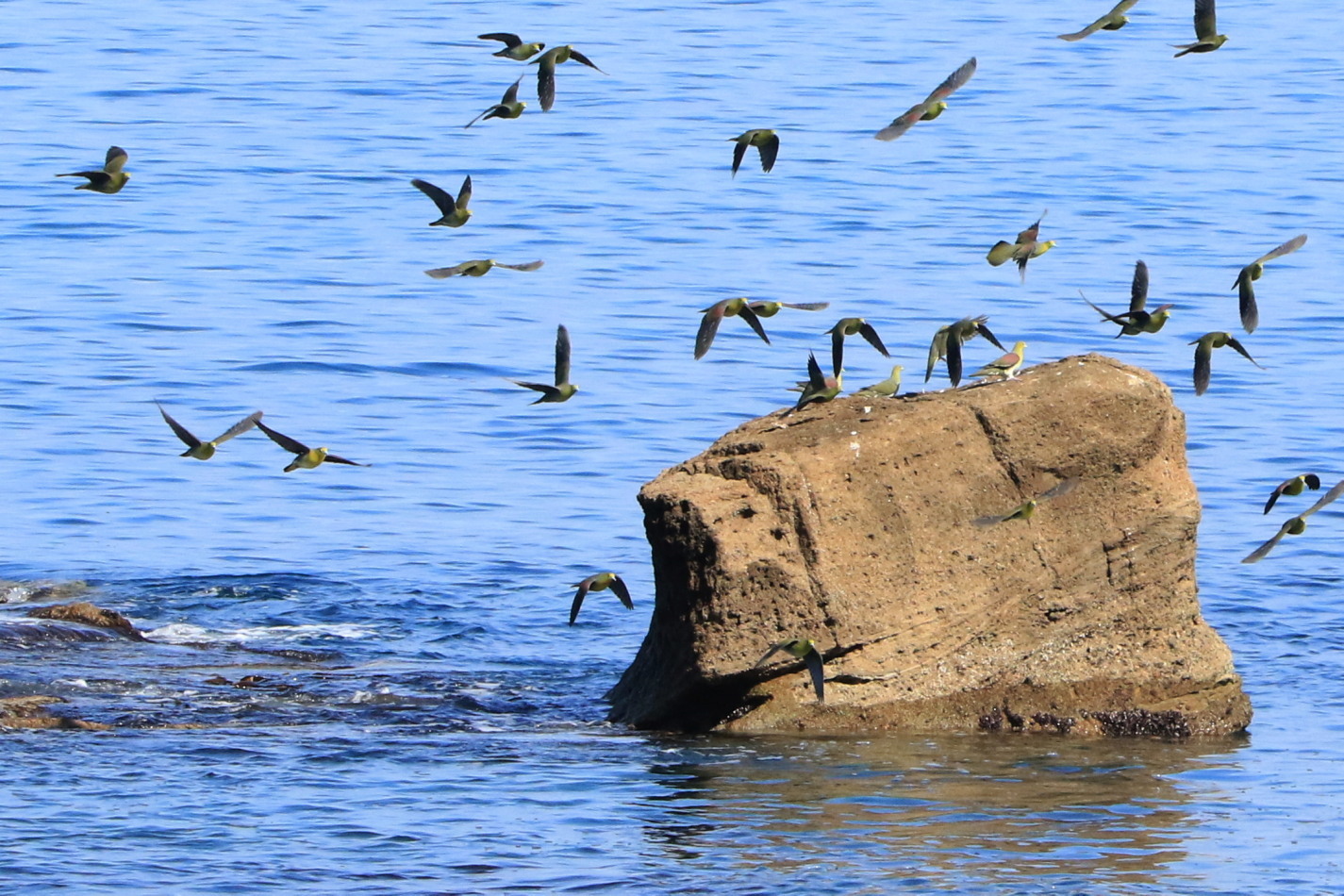 アオバト 後志の海辺で 今日の鳥さん