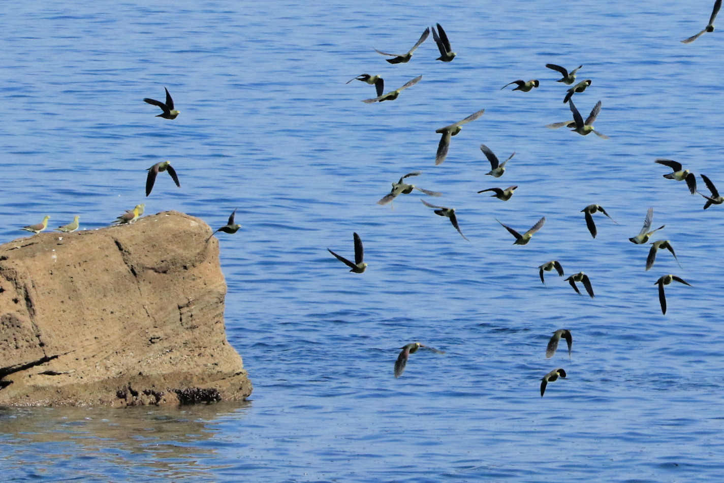 アオバト 後志の海辺で 今日の鳥さん