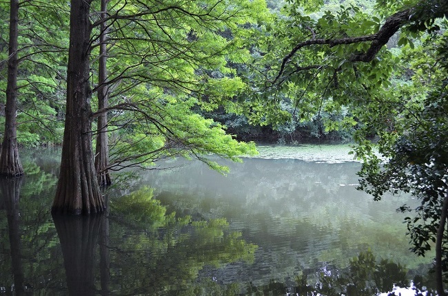 水彩画ジクレー版画「篠栗九大の森」（糟屋郡）