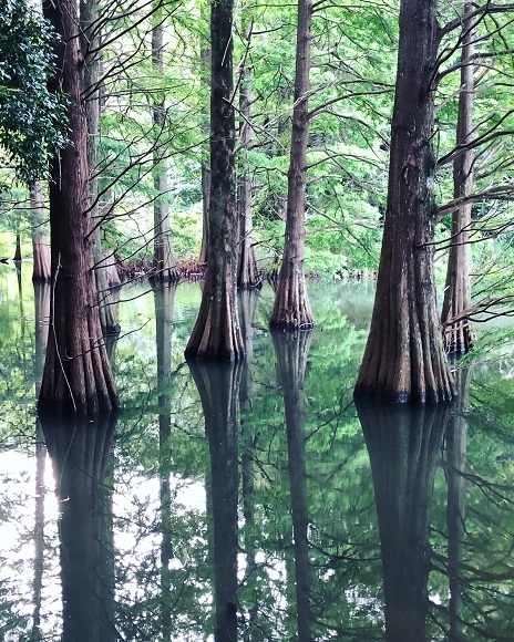 水彩画 ジクレー版画「篠栗九大の森」（糟屋郡） 水彩画ジクレー