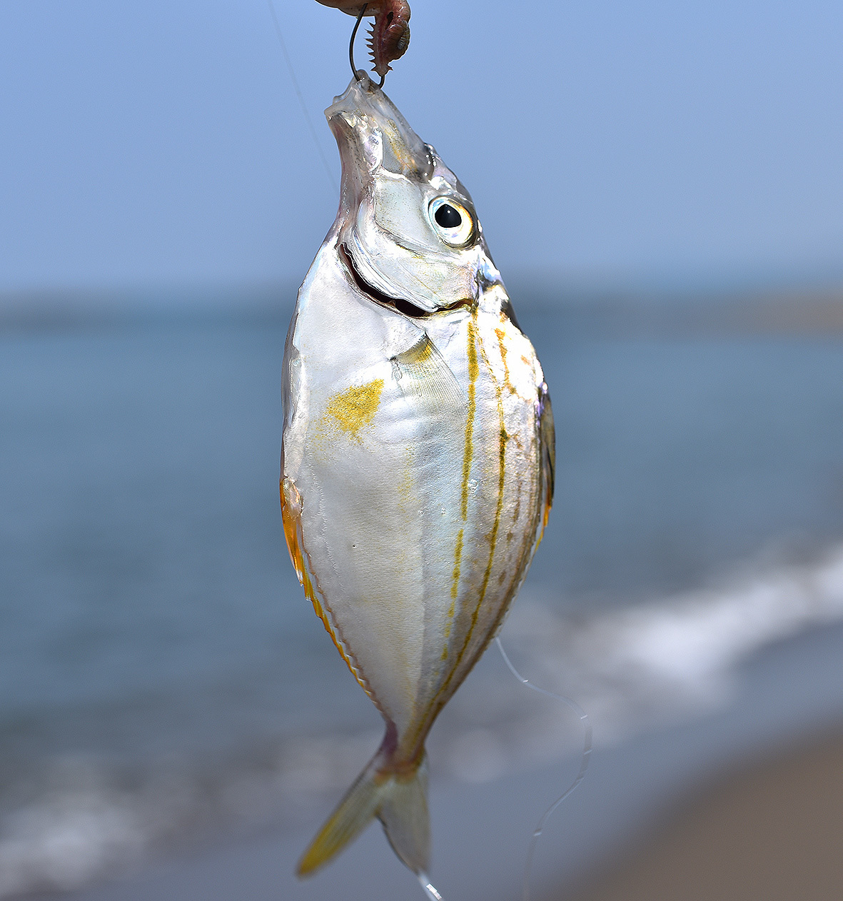 鱚釣り…のつもりが_c0095801_21384943.jpg