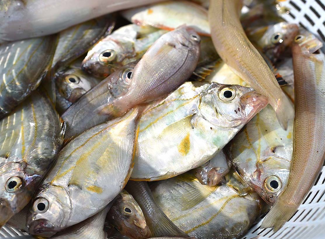 鱚釣り…のつもりが_c0095801_21385111.jpg