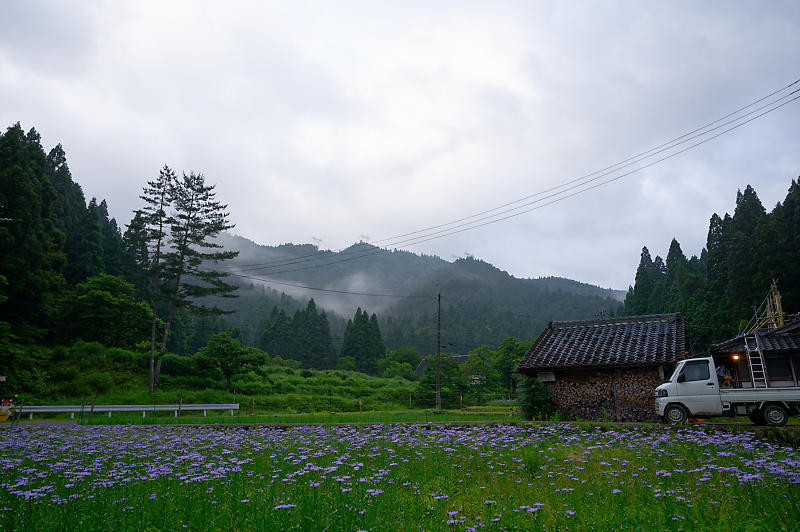 北山友禅菊@久多 其の二_f0032011_19103669.jpg