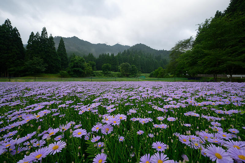 北山友禅菊@久多 其の二_f0032011_19103696.jpg