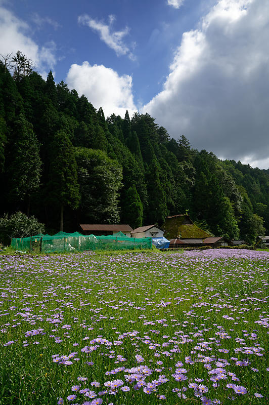 北山友禅菊@久多 其の二_f0032011_19134298.jpg