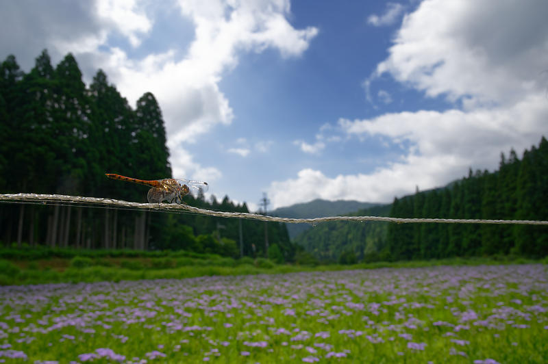 北山友禅菊@久多 其の二_f0032011_19134303.jpg