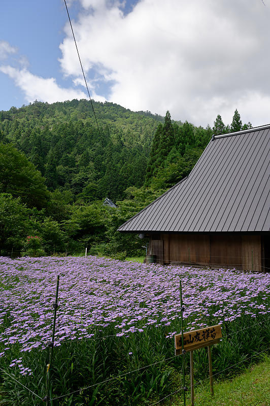 北山友禅菊@久多 其の二_f0032011_19134343.jpg