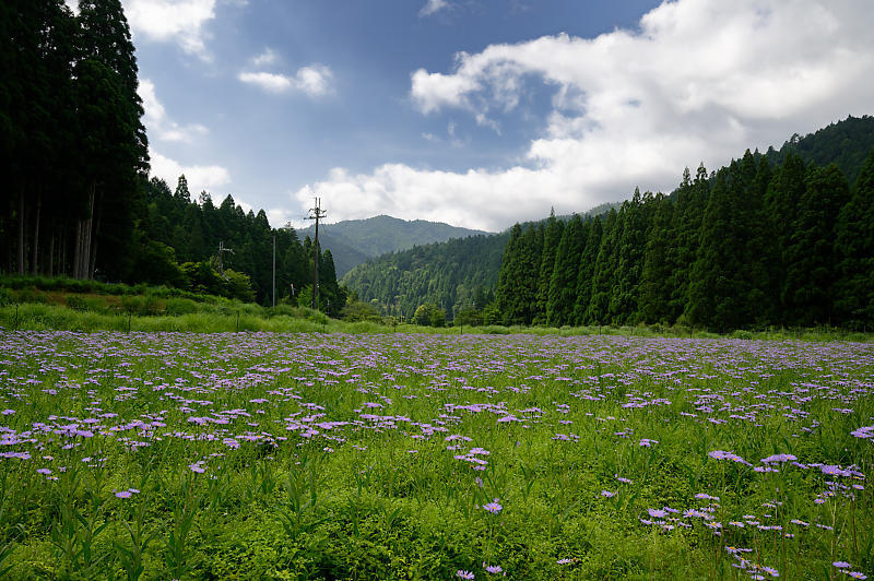 北山友禅菊@久多 其の二_f0032011_19160135.jpg