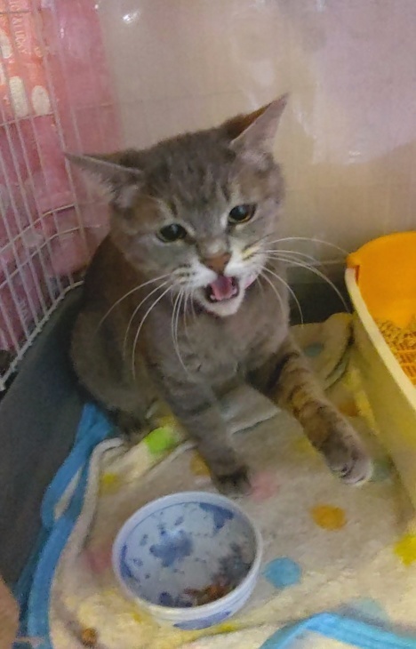 キレ子復活、冒険冒険の子猫達、ネコロボックルが気になる風鈴ちゃん_e0144012_16220608.jpeg