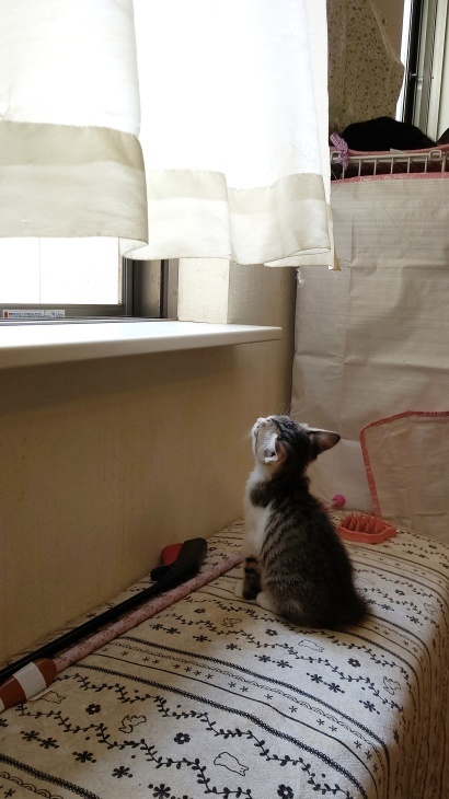 キレ子復活、冒険冒険の子猫達、ネコロボックルが気になる風鈴ちゃん_e0144012_16224945.jpeg
