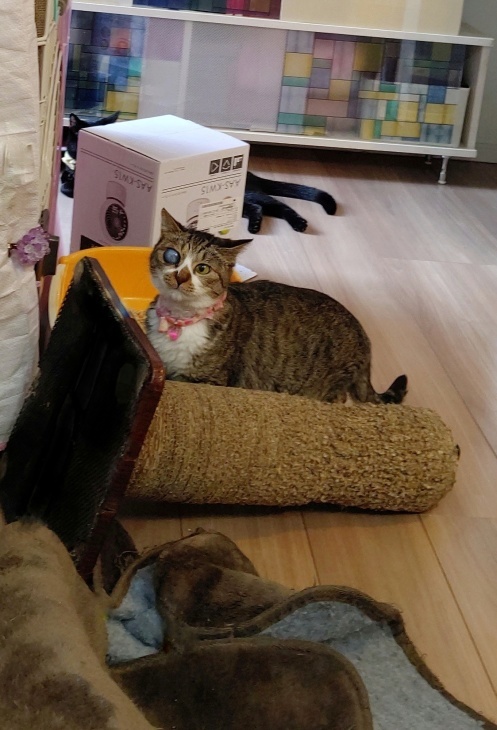 キレ子復活、冒険冒険の子猫達、ネコロボックルが気になる風鈴ちゃん_e0144012_16251745.jpeg