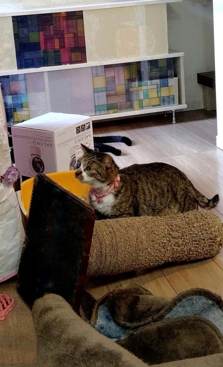 キレ子復活、冒険冒険の子猫達、ネコロボックルが気になる風鈴ちゃん_e0144012_16254591.jpeg