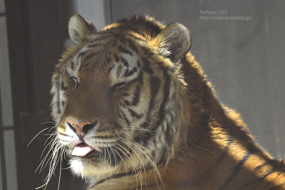 2020.5.11 宇都宮動物園☆アムールトラのルイくんとアズサちゃん【Amur tiger】_f0250322_21431252.jpg