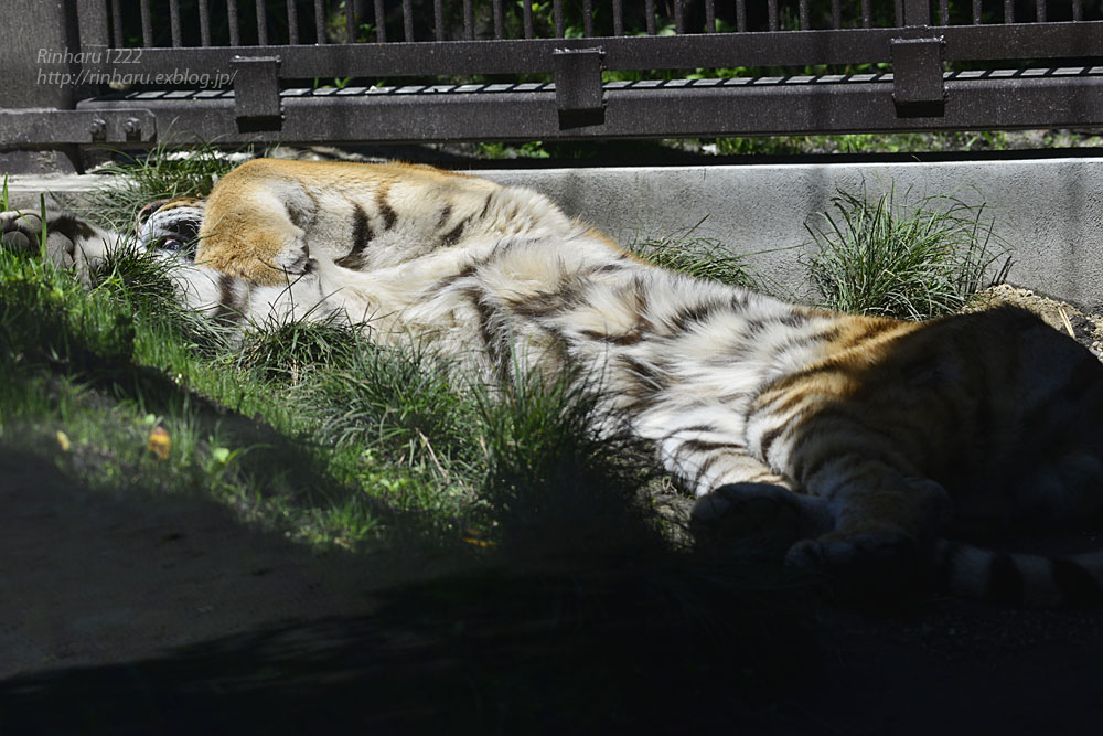 2020.5.11 宇都宮動物園☆アムールトラのルイくんとアズサちゃん【Amur tiger】_f0250322_2144233.jpg