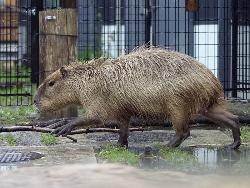 雨の中のイッタ_f0224624_19521731.jpg