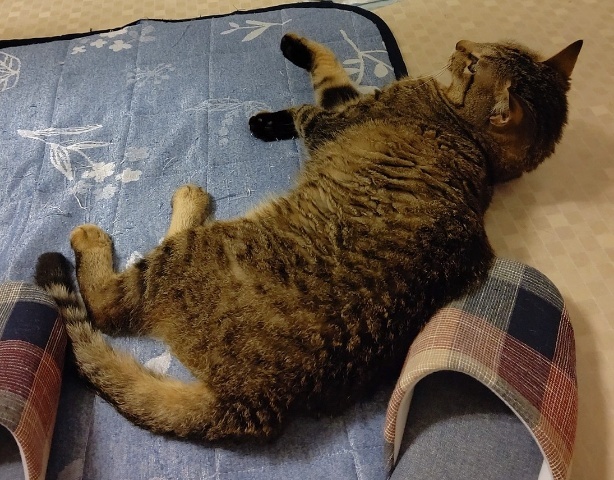 行き倒れ的 猫のいる日々 行き倒れ的 猫のいる日々