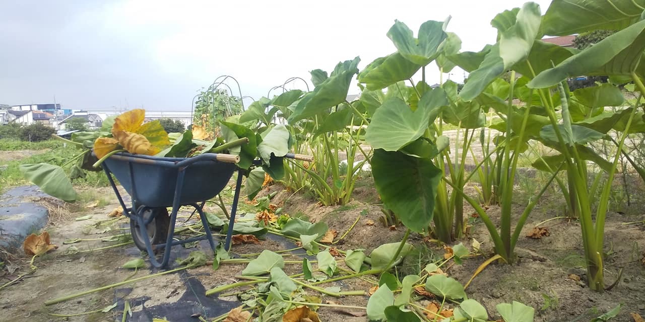 八名丸さといも あいちの伝統野菜 畑から