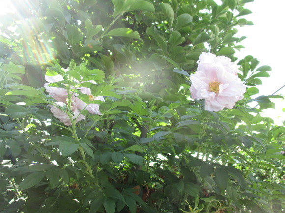 暑かった~~&Aのお家へお招き戴いた~_a0279743_10030417.jpg