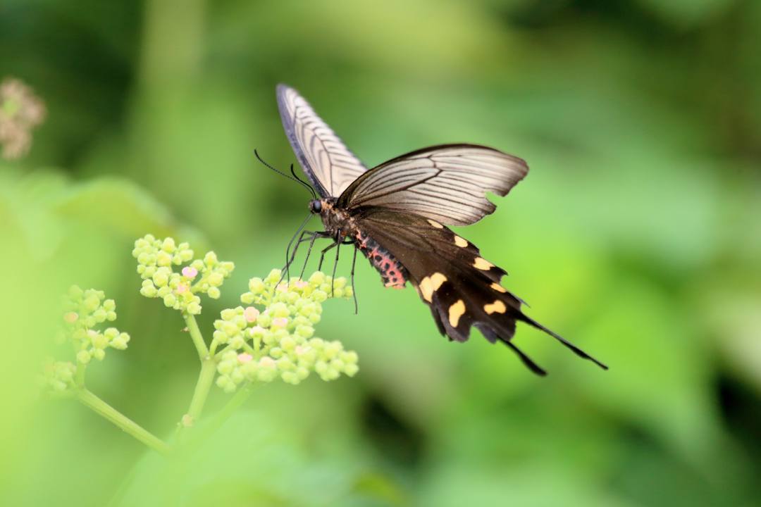 ジャコウアゲハ_e0403850_22481732.jpg