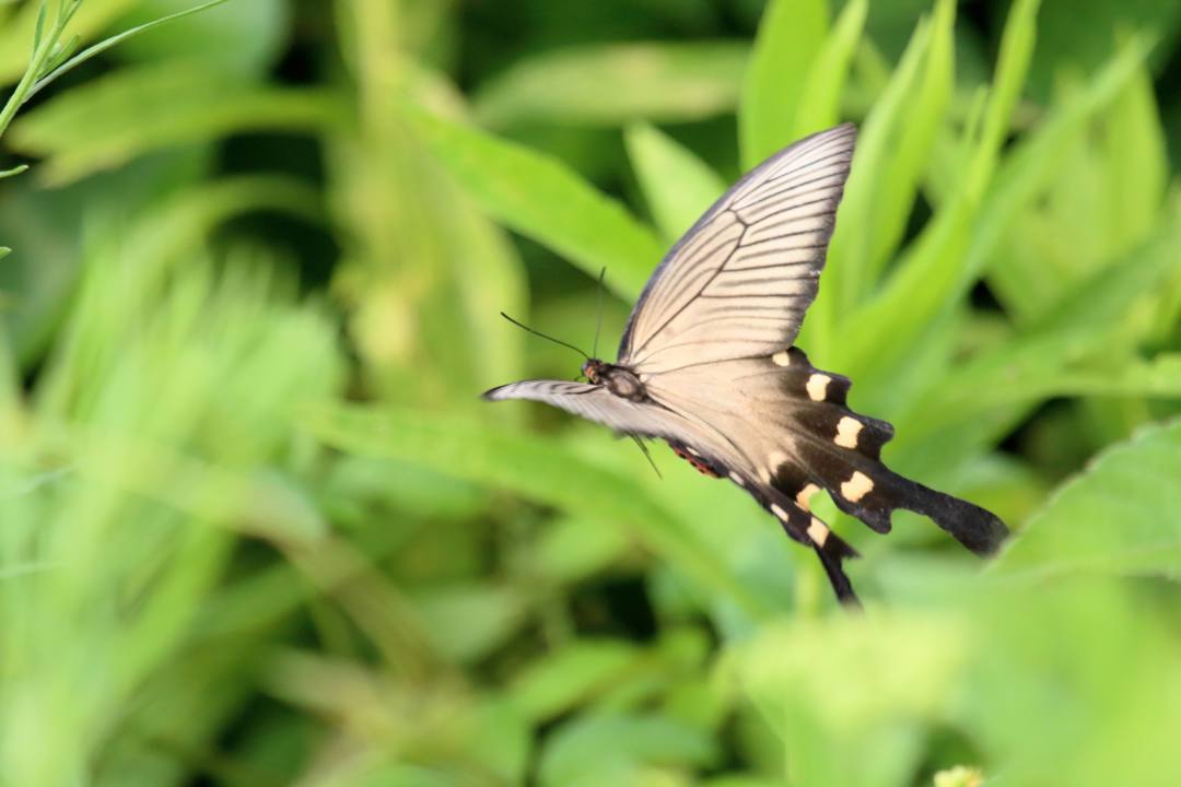 ジャコウアゲハ_e0403850_22483835.jpg
