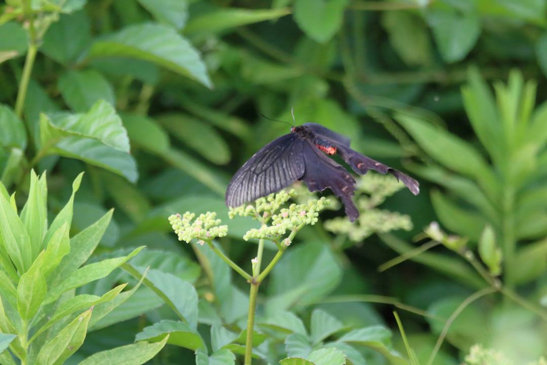 ジャコウアゲハ_e0403850_22490451.jpg