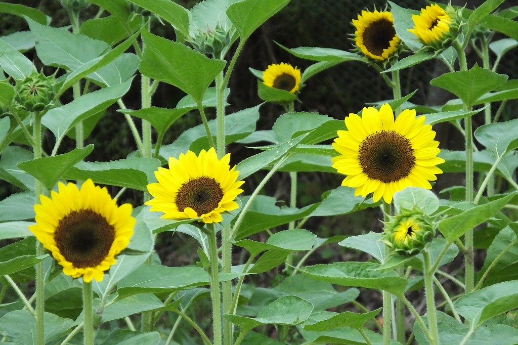 公園の花壇の花など_b0236251_11361408.jpg