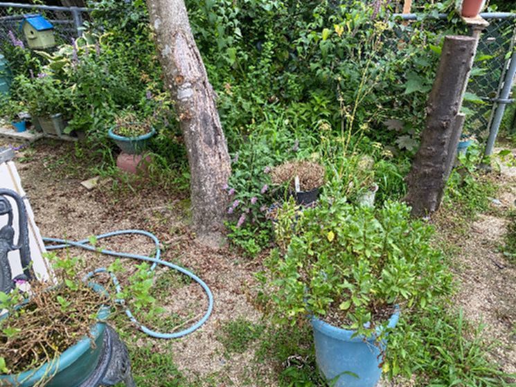 今日も草引き!_d0258871_17124023.jpg