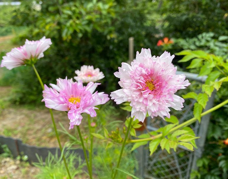 今日も草引き!_d0258871_17225652.jpg