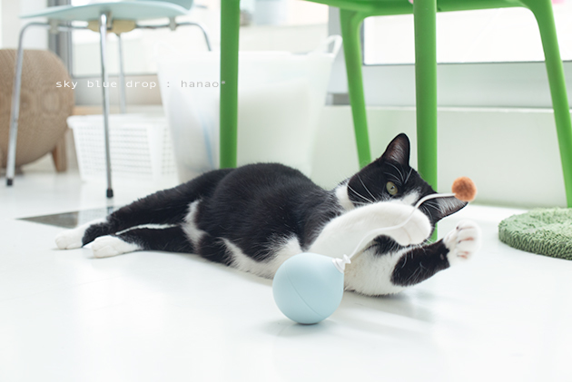 どっちもかわいい_d0355575_14433776.jpg