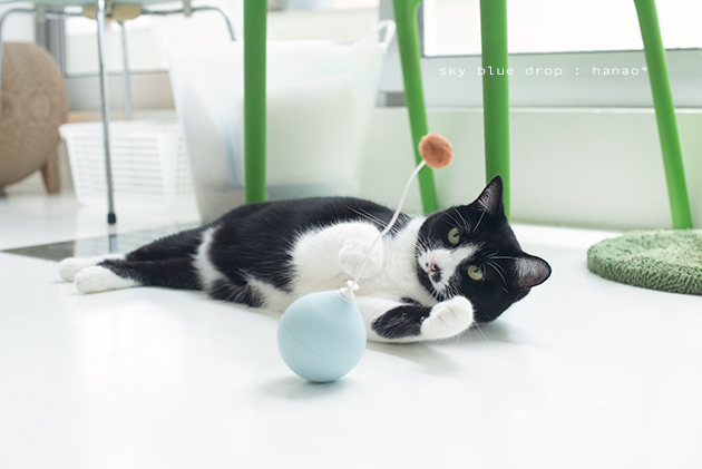 どっちもかわいい_d0355575_14434920.jpg