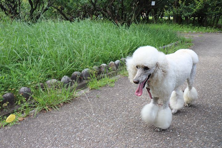 まだ涼しかった日の公園散歩。_b0111376_16124272.jpg