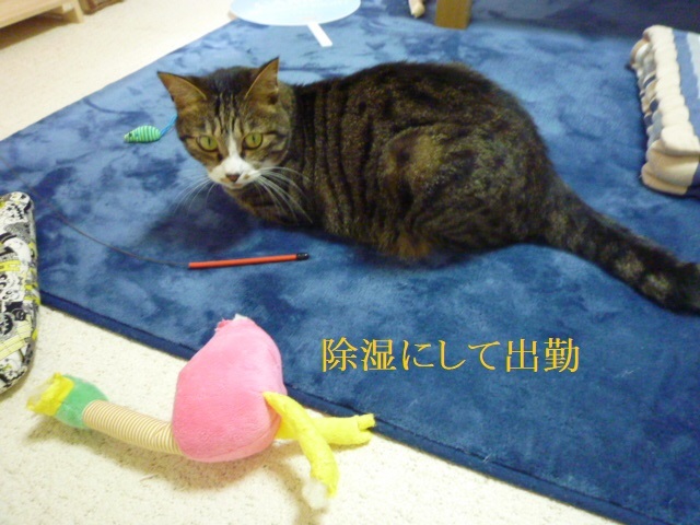 エアコン稼働_e0363677_22460744.jpg