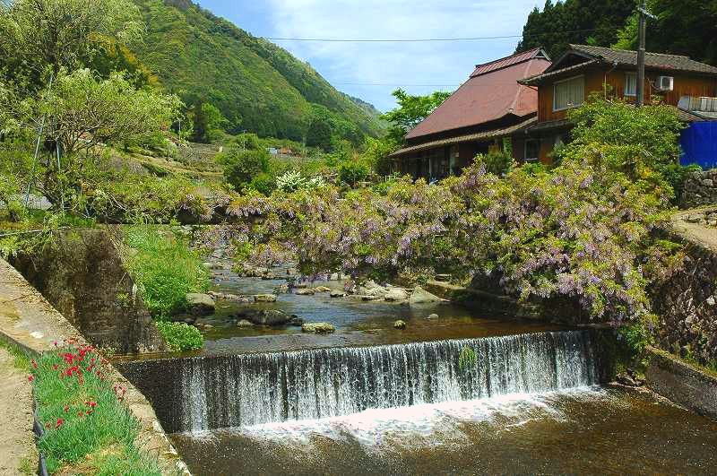 2020上半期の花暦（山口県の珍名木）_d0061579_814120.jpg