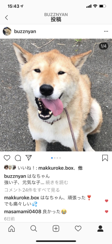 Mu-mu-さんのはちわれギャングのエコバッグ_a0216583_15482153.png