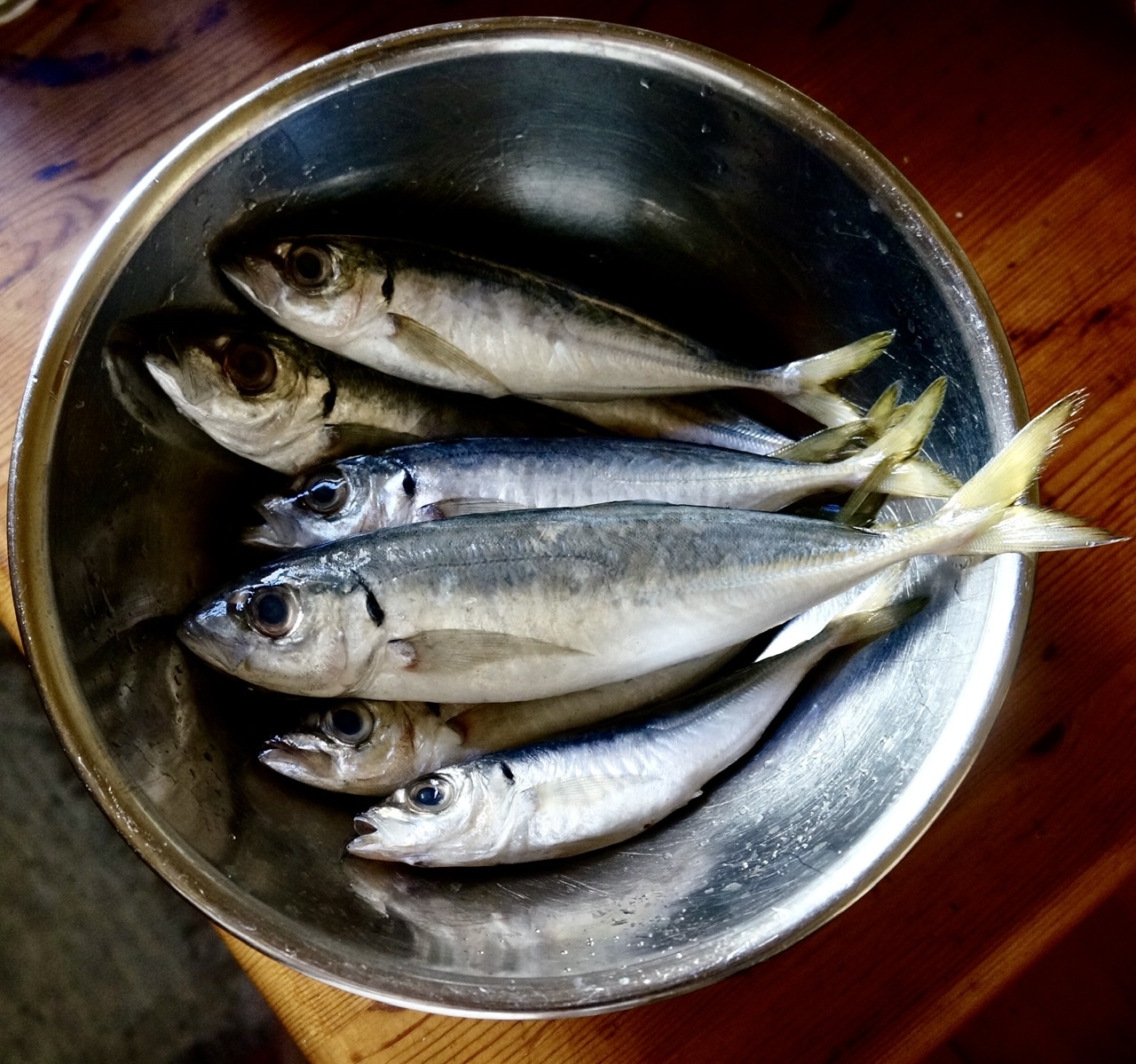 イタリアから着いたばかりの鯵 べルリンでさーて何を食おうかな