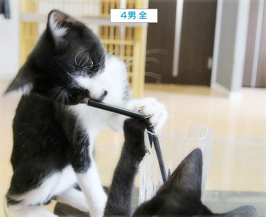 子猫のブーム_a0389088_16531075.jpg
