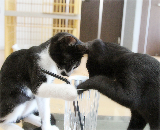 子猫のブーム_a0389088_16531118.jpg