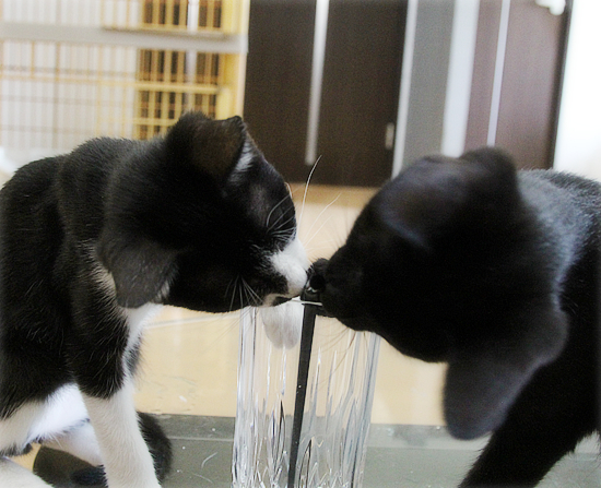 子猫のブーム_a0389088_16531120.jpg