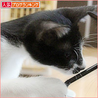 子猫のブーム_a0389088_16531144.jpg