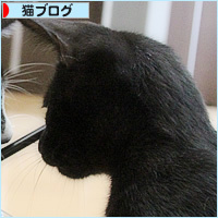 子猫のブーム_a0389088_16531191.jpg