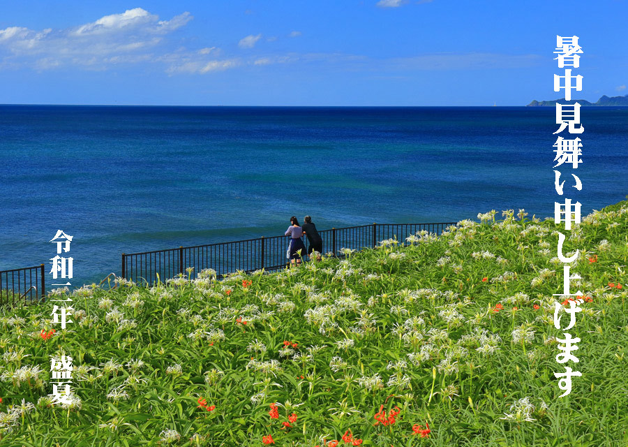 夏井ヶ浜のはまゆう 福岡県芦屋町 九州ロマンチック街道 夏井ヶ浜のはまゆう 福岡県芦屋町 九州ロマンチック街道
