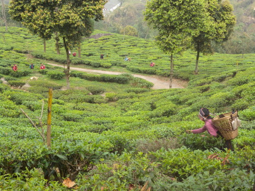 インド紅茶の話 ダージリンティー(2)_b0158721_09522699.jpg