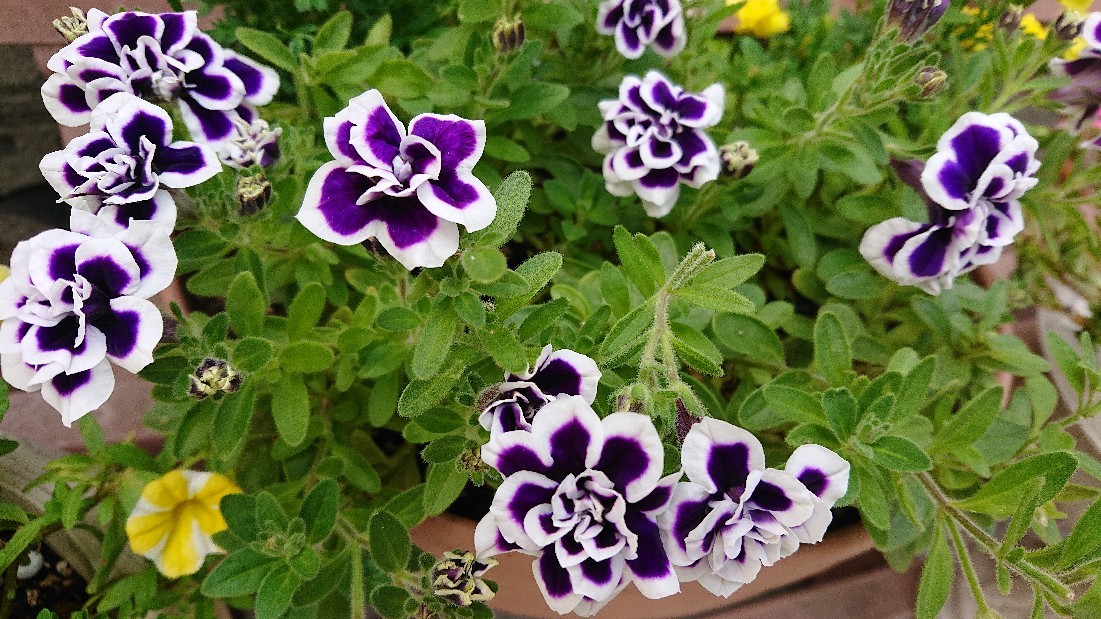ペチュニア花衣 Ree S Blog