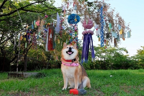 本当なら・・・_b0314043_06540080.jpg