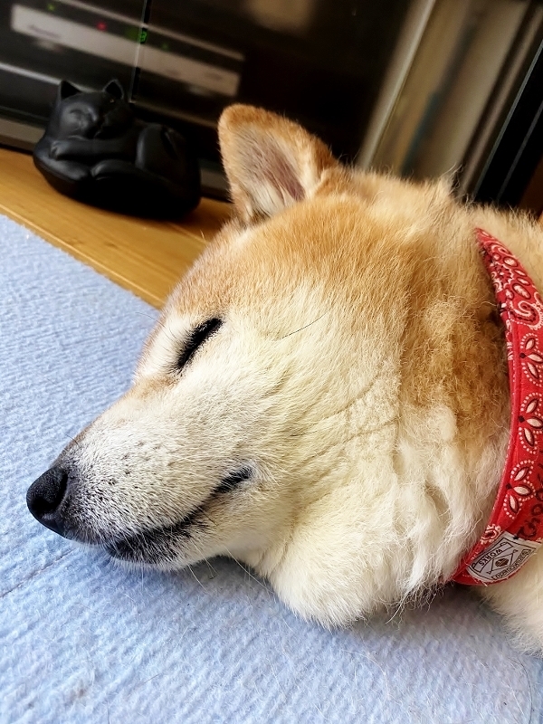 寝苦しい_b0314043_07411778.jpg