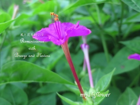 夕方から咲く花 そしてjaの夏の花を生けて 風と花を紡いで 夕方から咲く花 そしてjaの夏の花を生けて 風と花を紡いで