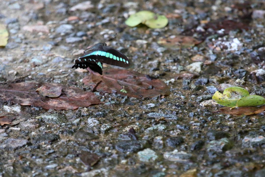 林道の蝶_e0403850_21163701.jpg