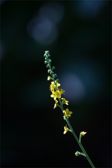 キンミズヒキの開花。_b0022268_19291391.jpg